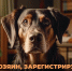 Что необходимо знать о принятом законе республики о регистрации домашних животных - Мирнинский район